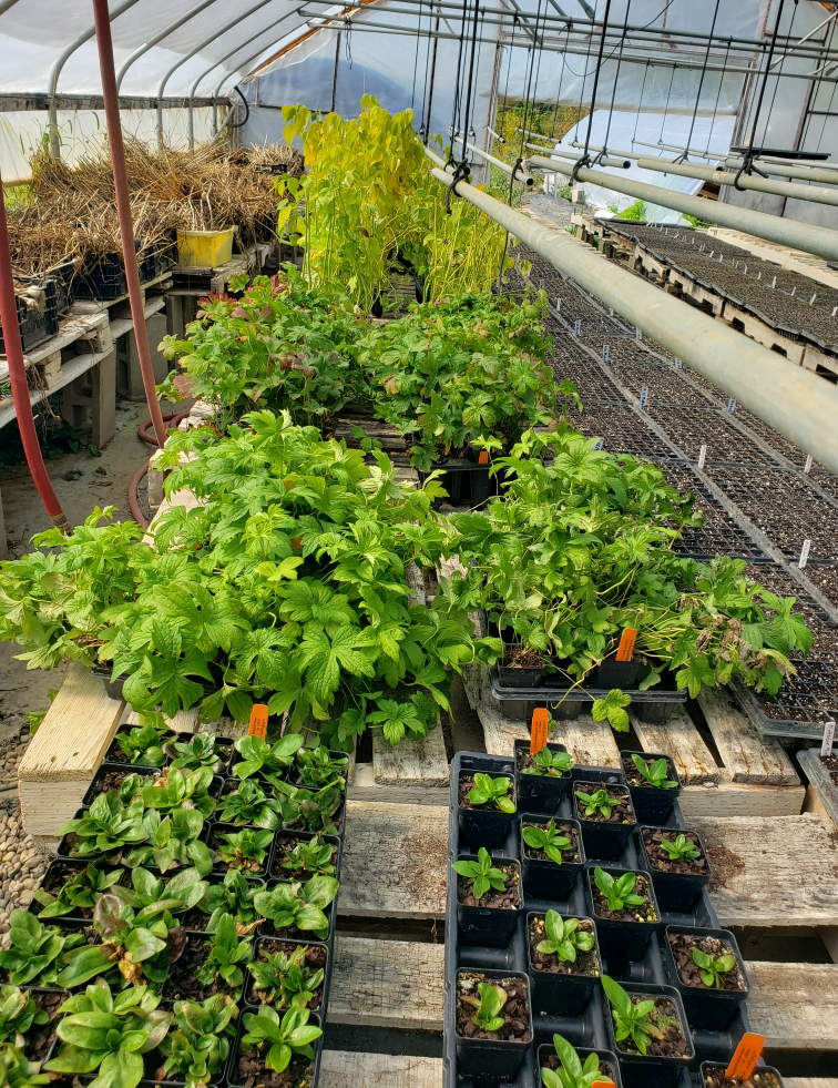 Trays of young native plants and seedlings grow inside a greenhouse, arranged on wooden pallets and benches alongside irrigation lines and empty seed trays.